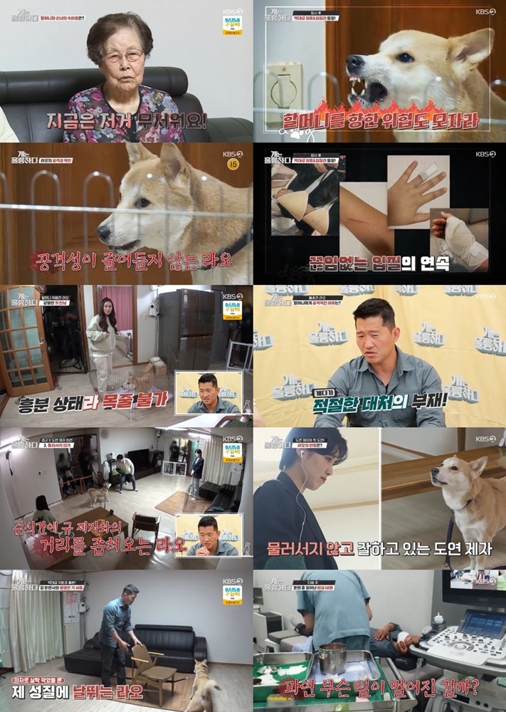 ▲ KBS2 '개는 훌륭하다' 방송 화면. 제공| KBS