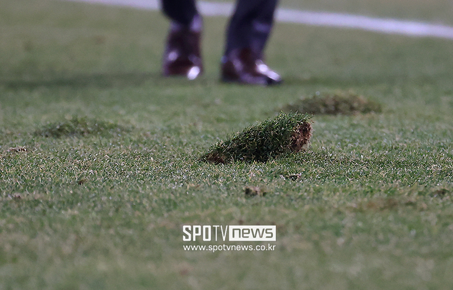 ▲ 고양 잔디 ⓒ곽혜미 기자