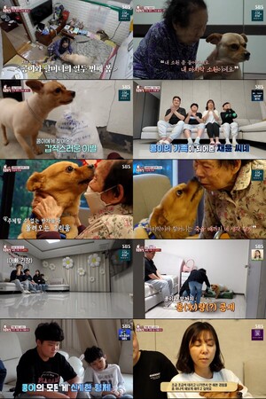 마지막까지 네 생각 할게 12살 콩이도 할머니도 울었다( TV동물농장 )